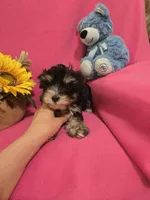 Tcup Molly, a female Morkie for sale in Atlanta, GA – 1 of 7