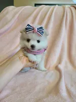 Tcup girl 2, a female Pomeranian for sale in Atlanta, GA – 2 of 6