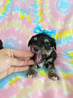 Tcup girl 3, a female Yorkshire Terrier for sale in Atlanta, GA – 2 of 7