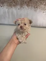 Tcup cody, a male Poodle - Toy  for sale in Atlanta, GA – Photo 5 of 7