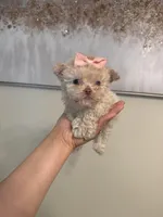 Tcup cody, a male Poodle - Toy  for sale in Atlanta, GA – Photo 3 of 7