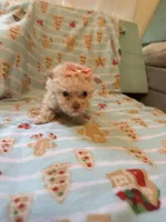 Tcup cody, a male Poodle - Toy  for sale in Atlanta, GA – Photo 7 of 7