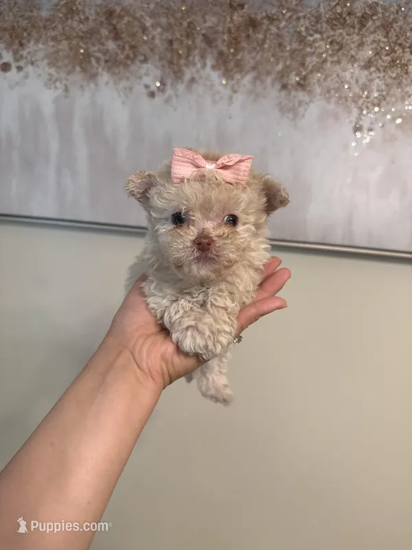 Tcup cody – Poodle - Toy  puppy for sale in Atlanta, GA