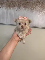 Tcup cody, a male Poodle - Toy  for sale in Atlanta, GA – Photo 1 of 7