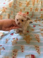 Tcup cody, a male Poodle - Toy  for sale in Atlanta, GA – Photo 6 of 7