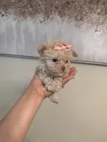 Tcup cody, a male Poodle - Toy  for sale in Atlanta, GA – Photo 2 of 7