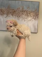 Tcup cody, a male Poodle - Toy  for sale in Atlanta, GA – Photo 4 of 7