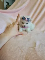 Tcup girl 2, a female Pomeranian for sale in Atlanta, GA – 5 of 6