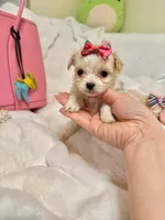 Tcup girl , a female Maltipoo for sale in Atlanta, GA – Photo 5 of 8