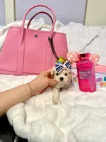 Tcup girl , a female Maltipoo for sale in Atlanta, GA – Photo 4 of 8