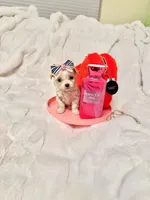 Tcup girl , a female Maltipoo for sale in Atlanta, GA – Photo 3 of 8