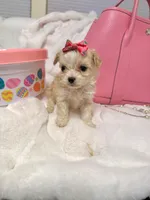 Tcup girl , a female Maltipoo for sale in Atlanta, GA – Photo 7 of 8