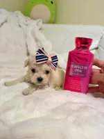 Tcup girl , a female Maltipoo for sale in Atlanta, GA – Photo 2 of 8