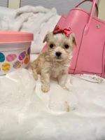 Tcup girl , a female Maltipoo for sale in Atlanta, GA – Photo 6 of 8
