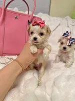 Tcup girl , a female Maltipoo for sale in Atlanta, GA – Photo 8 of 8