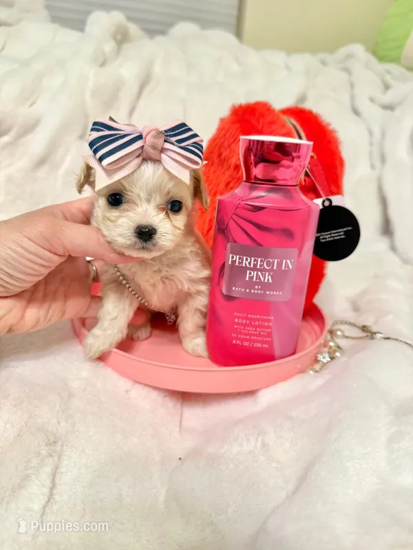 Tcup girl  – Maltipoo puppy for sale in Atlanta, GA