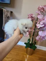 Tcup Ellie, a female Pomeranian for sale in Atlanta, GA – 9 of 9