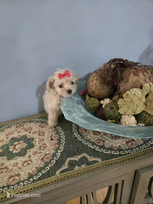 Tcup girl 2 – Morkie puppy for sale in Atlanta, GA