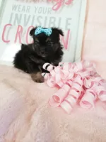 Tcup chloe, a female Morkie for sale in Atlanta, GA – 6 of 8