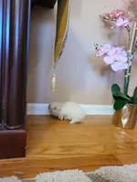 Tcup Ellie, a female Pomeranian for sale in Atlanta, GA – 8 of 8