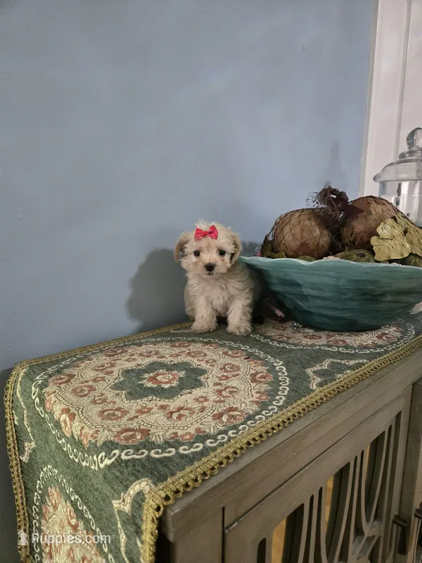 Tcup Sadie – Morkie puppy for sale in Atlanta, GA