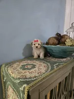 Tcup Sadie, a female Morkie for sale in Atlanta, GA – 1 of 5