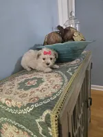 Tcup Sadie, a female Morkie for sale in Atlanta, GA – 4 of 5