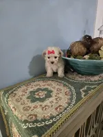 Tcup Sadie, a female Morkie for sale in Atlanta, GA – 3 of 5
