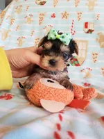 Tcup Boy 1 , a male Yorkshire Terrier for sale in Atlanta, GA – 4 of 7