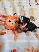 Tcup boy 2, a male Yorkshire Terrier for sale in Atlanta, GA – 4 of 7