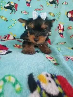 Tcup girl 2, a female Yorkshire Terrier for sale in Atlanta, GA – 2 of 6