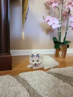 Tcup Ellie, a female Pomeranian for sale in Atlanta, GA – 6 of 9