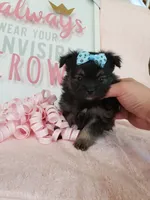 Tiny Daisy, a male Morkie for sale in Atlanta, GA – 5 of 8