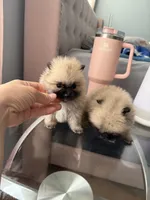 Tcup cody, a male Pomeranian for sale in Atlanta, GA – Photo 4 of 5