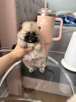 Tcup cody, a male Pomeranian for sale in Atlanta, GA – Photo 5 of 5