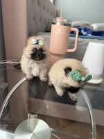 Tcup cody, a male Pomeranian for sale in Atlanta, GA – Photo 2 of 5