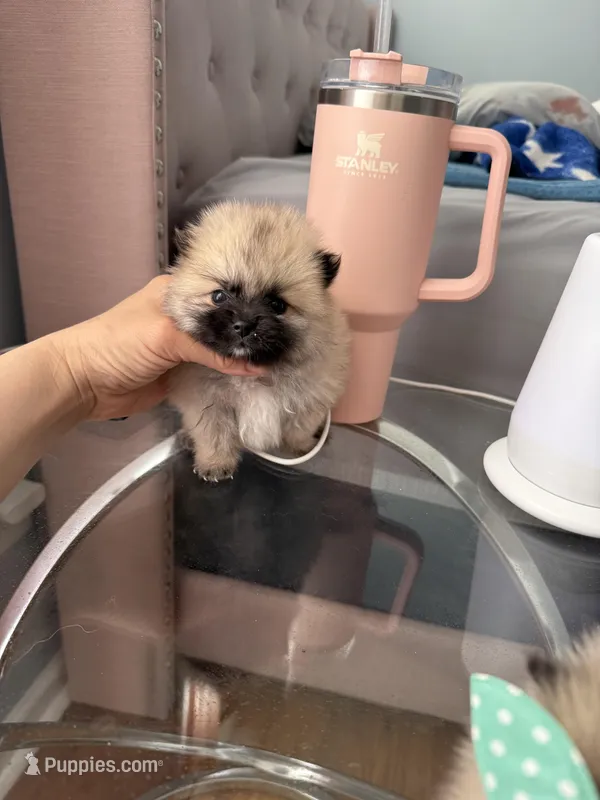Tcup cody – Pomeranian puppy for sale in Atlanta, GA