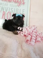 Tiny Daisy, a male Morkie for sale in Atlanta, GA – 8 of 8