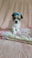 Tcup Cody, a male Maltipoo for sale in Atlanta, GA – 10 of 10