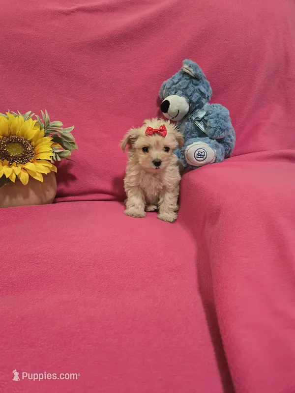 Tcup girl 2 – Morkie puppy for sale in Atlanta, GA