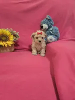 Tcup girl 2, a female Morkie for sale in Atlanta, GA – 1 of 7