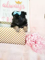 Tiny Daisy, a male Morkie for sale in Atlanta, GA – 3 of 8