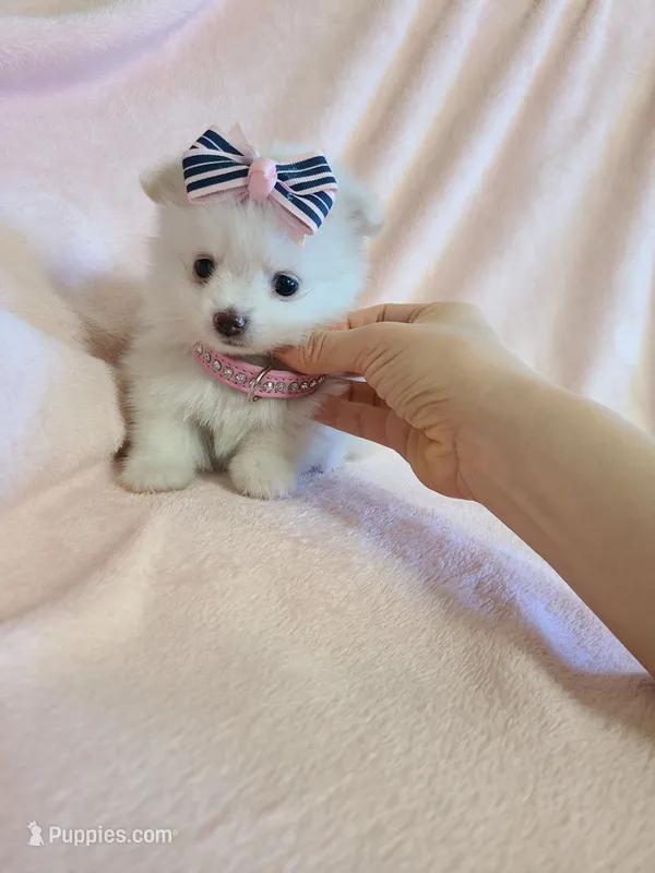 Tcup girl 2 – Pomeranian puppy for sale in Atlanta, GA
