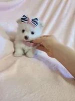 Tcup girl 2, a female Pomeranian for sale in Atlanta, GA – 1 of 6