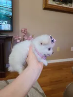 Tcup Ellie, a female Pomeranian for sale in Atlanta, GA – 3 of 9