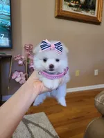 Tcup Ellie, a female Pomeranian for sale in Atlanta, GA – 5 of 9