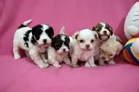 Tcup boy 2, a male Maltipoo for sale in Atlanta, GA – Photo 4 of 7