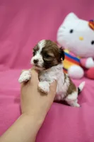 Tcup boy 2, a male Maltipoo for sale in Atlanta, GA – Photo 5 of 7