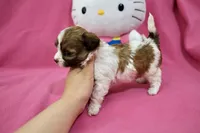 Tcup boy 2, a male Maltipoo for sale in Atlanta, GA – Photo 3 of 7