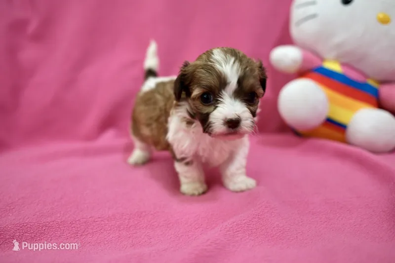 Tcup boy 2 – Maltipoo puppy for sale in Atlanta, GA